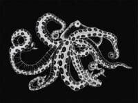 Fototapetas su aštunkoju Coordonne Naturae 9500802