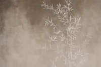 Neutralių spalvų fototapetas Reve AY204