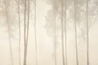 Šviesus medžių motyvų fototapetas Reve BNL200