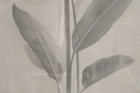 Fototapetai su augalų motyvais Reve DP200