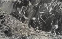 Fototapetai Reve MROA106